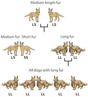 Dog fur illustration