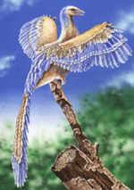 Artist's impression of Archaeopteryx