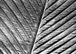 A feather magnified 80 times