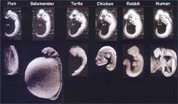 Haeckel’s drawings of several different  embryos, compared with reality