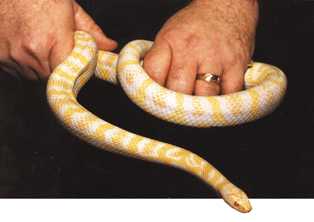 Genae’ the snake—the live, healthy offspring of snakes from two different genera
