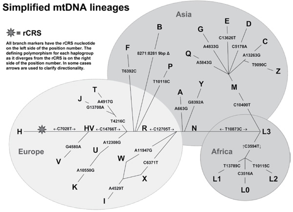 Simplified mtDNA tree from <www.mitomap.org>. This diagram shows the relationship among
the major mitochondrial lineages. Because it is not presented in a traditional tree format, it is easy to see
how difficult it is to determine where the ancestral sequence should be placed. Carter placed the root not
in Africa, but at the ’R’located close to the centre of the tree.