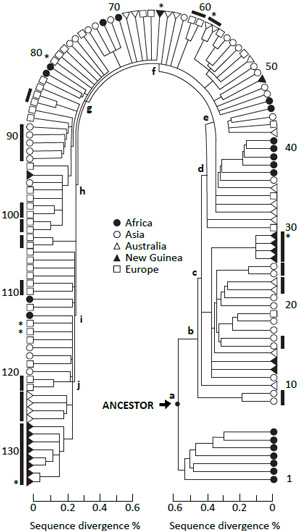 The tree that started it all. Cann et al.2 based their ‘Out of Africa’
conclusion on the fact that the first major branch in their tree leads to all African
sequences on one side and mixed African/world sequences on the other. This
conclusion is based on a suite of assumptions that are discussed at length in
the text.