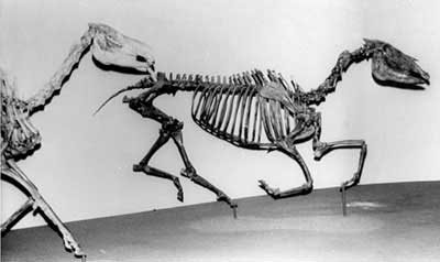 Figure 4. Two ‘horses’, Neohipparion (right) and Miohippus (left) from the Museum of Natural History in Los Angeles.
