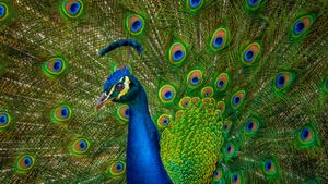 Peacock ‘eyes’ that hypnotize
