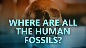 Where are all the human fossils?