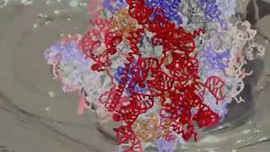 Ribosome: the "most sophistcated machine ever made"