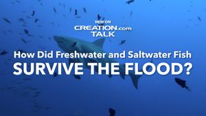 How Did Freshwater and Saltwater Fish Survive the Flood?