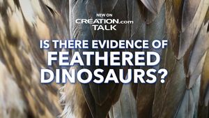 Is There Evidence of Feathered Dinosaurs?