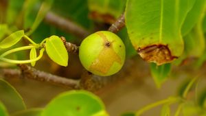 The Ridiculously Poisonous Manchineel