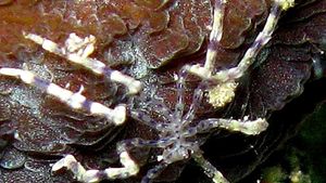 Sea Spiders - no change over 160 million years