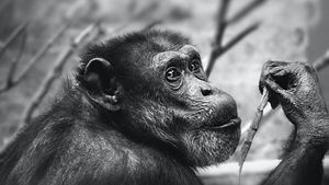 Are Chimp and Human DNA 99% the Same?