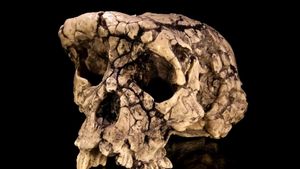 Toumai skull: ape-man, or just ape?
