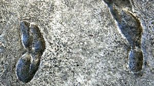 Did modern humans make the Laetoli footprints?