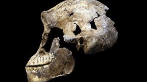 What Is Homo Naledi? And What Does It Mean for the Human Origins Debate?