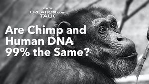 Are Chimp and Human DNA 99% the Same?