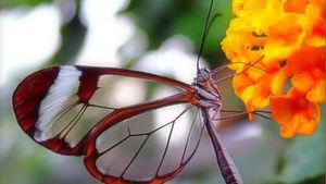 ‘Watch a glasswing passing’ & ‘Nature’s self-cleaning marvels’