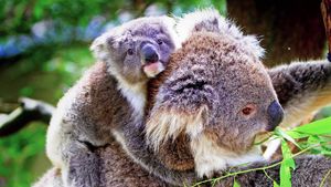 Koala pouches: well designed