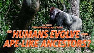Did Humans Evolve From Ape-like Ancestors?