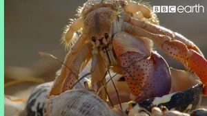 Crabs Trade Shells in the Strangest Way