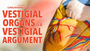 Vestigial Organs Is a Vestigial Argument