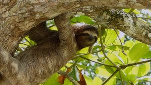 The sloth—slowest mammal on Earth