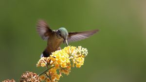 The Hummingbird: Creation’s Superhero