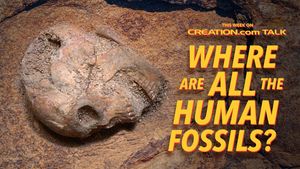 Where Are All the Human Fossils?