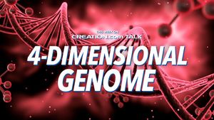 4-Dimensional Genome