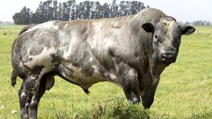 Belgian Blue Cows - evidence of 'de-volution'