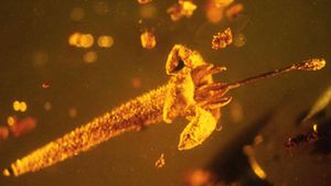 Deadly Plant’s Flowers in Amber Deadly to Evolution