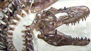 Death Throes -- Dinosaur fossil posture suggests asphyxiation