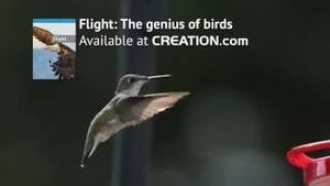 Flight: The genius of birds preview