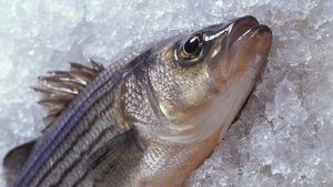Antifreeze proteins prevent fish from freezing
