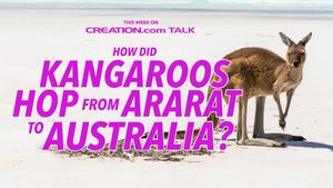 How Did Kangaroos Hop from Ararat to Australia?