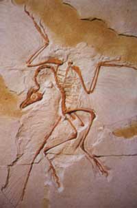 Photo of Archaeopteryx find