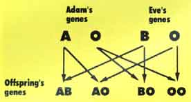 Offspring genes from Adam and Eve