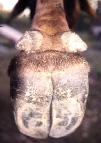 camel-hoof