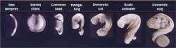 More of Richardson’ photographs of embryos