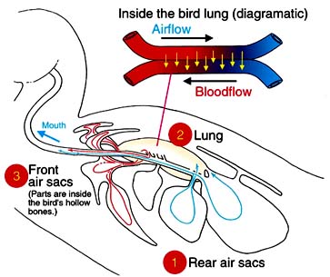 Bird lung