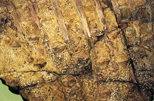 Fossil dino skin