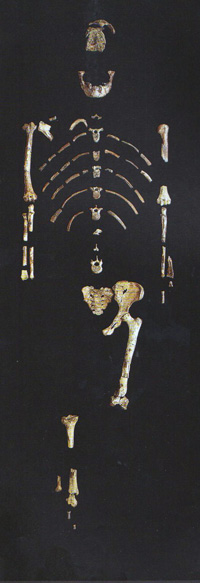 The 47 bones of Lucy, as assembled by Donald Johanson and published by him in ref. 7, p. 125. Note the complete absence of any hand and foot bones.