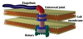 Diagram of a germ's motor and flagellum