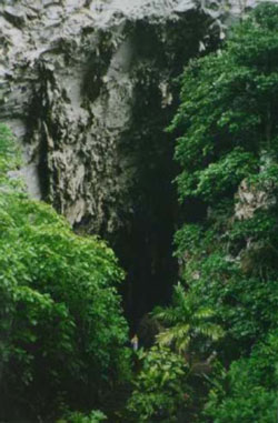 Oilbird cave