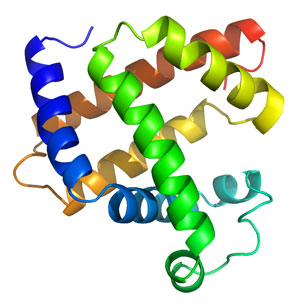3D structure of myoglobin