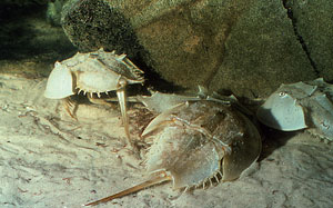 Living horseshoe crabs