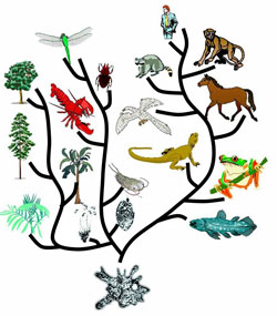 Evolution tree