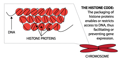 Histone diagram