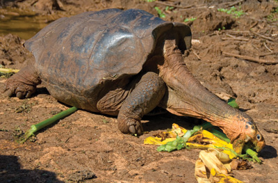 Tortoise of the Galapagos