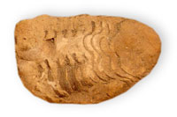 Image of a fossil. 